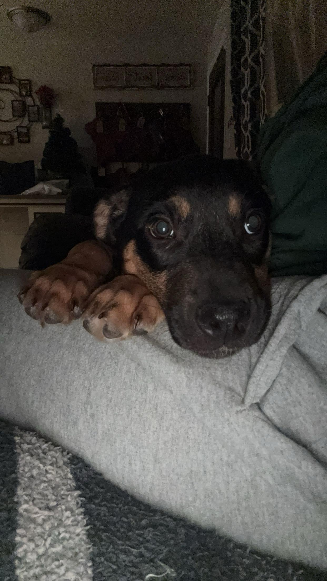 Enlarge Lili , a ADOPTABLE mixed breed in Northlake, IL image 4/4