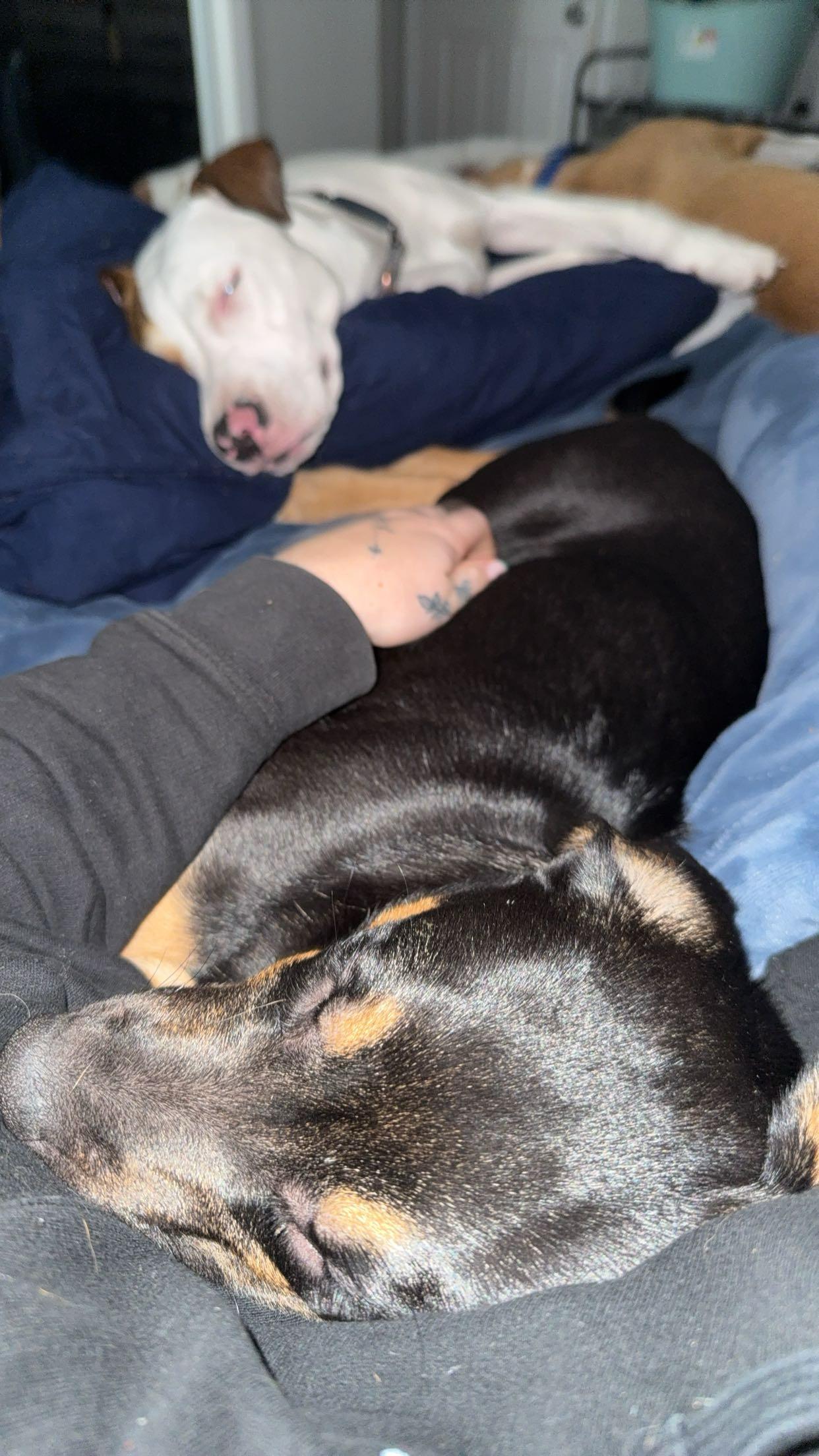 Enlarge Lili , a ADOPTABLE mixed breed in Northlake, IL image 3/4