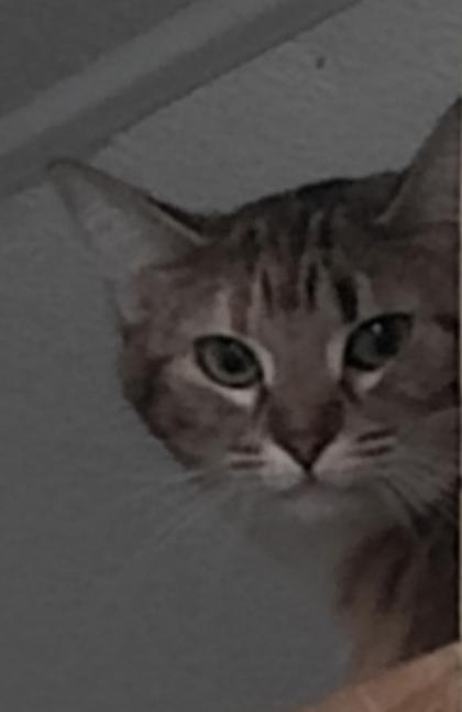 Cutie, Adoptable, Adult Female Domestic Short Hair & Domestic Short Hair.