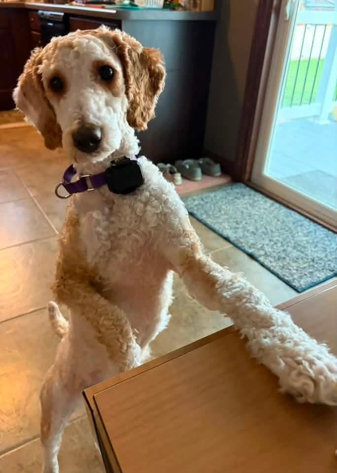 Russell, Adoptable, Young Male Poodle.