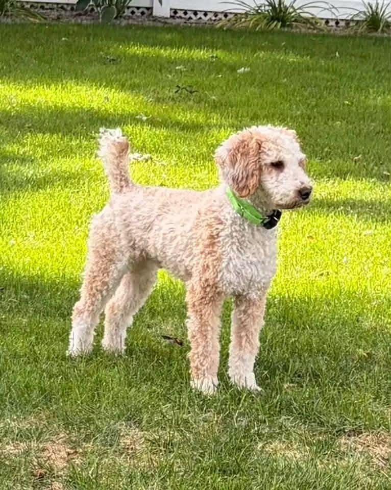 Enlarge Russell, a Adoptable mixed breed in Wausau, WI image 3/5