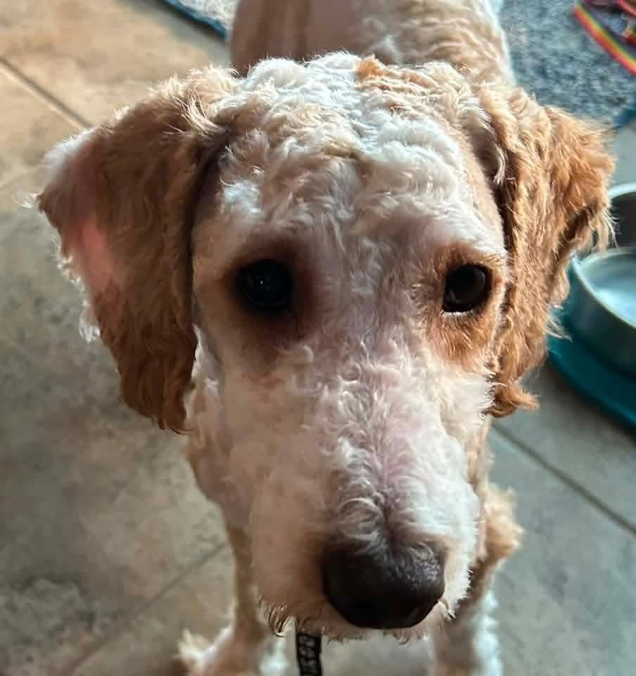 Russell, a Adoptable mixed breed in Wausau, WI image 2/6