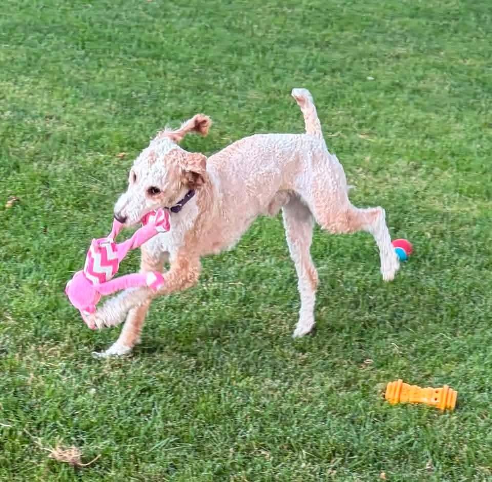 Russell, a Adoptable mixed breed in Wausau, WI image 3/6