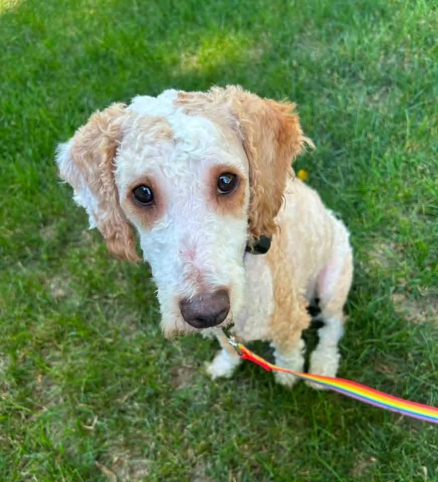 Russell, a Adoptable mixed breed in Wausau, WI image 4/6