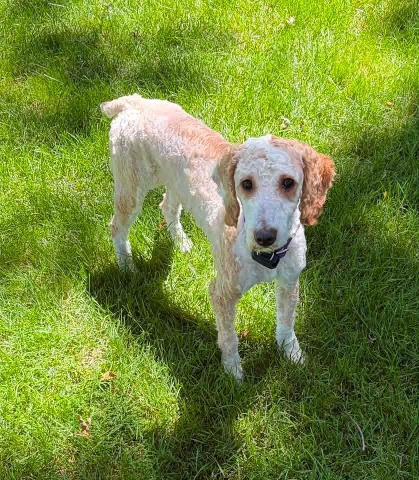 Russell, a Adoptable mixed breed in Wausau, WI image 5/6