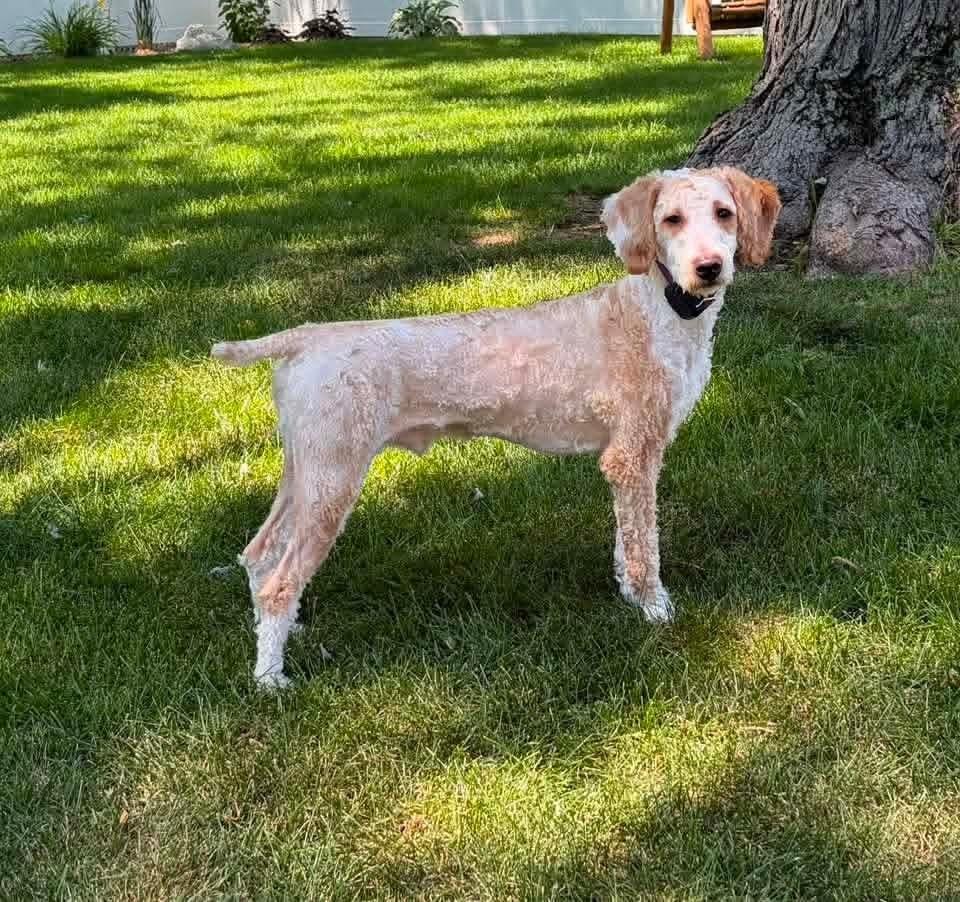 Russell, a Adoptable mixed breed in Wausau, WI image 6/6