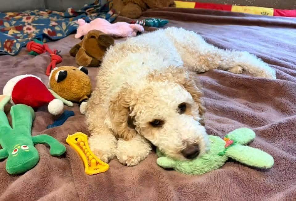 Enlarge Russell, a Adoptable mixed breed in Wausau, WI image 5/5