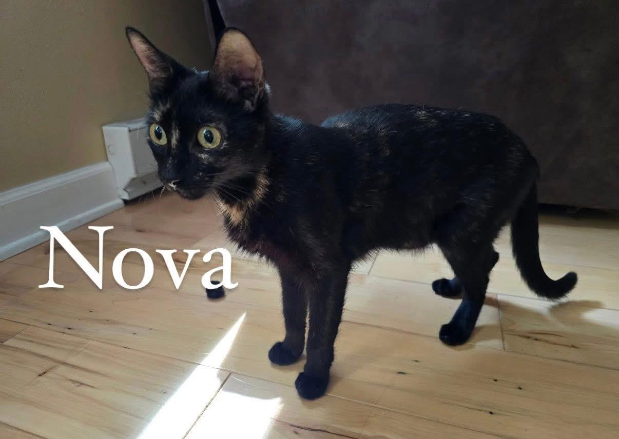 Nova thumbnail 2