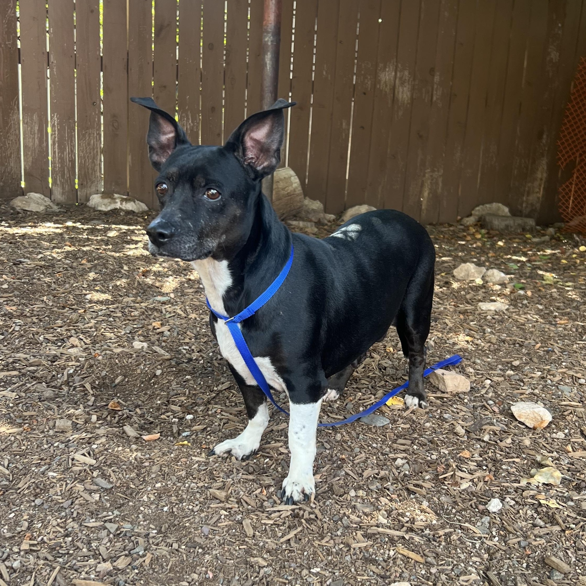 Star, ADOPTABLE, Adult Female Chiweenie.