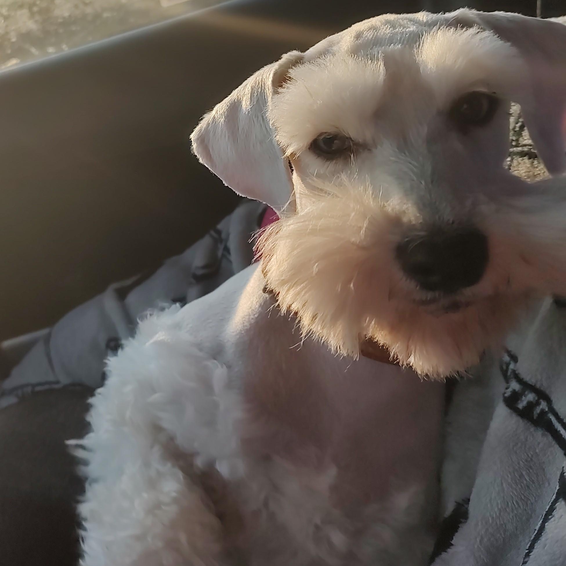 Enlarge Sienna, an adopted Miniature Schnauzer in Azle, TX image 3/5