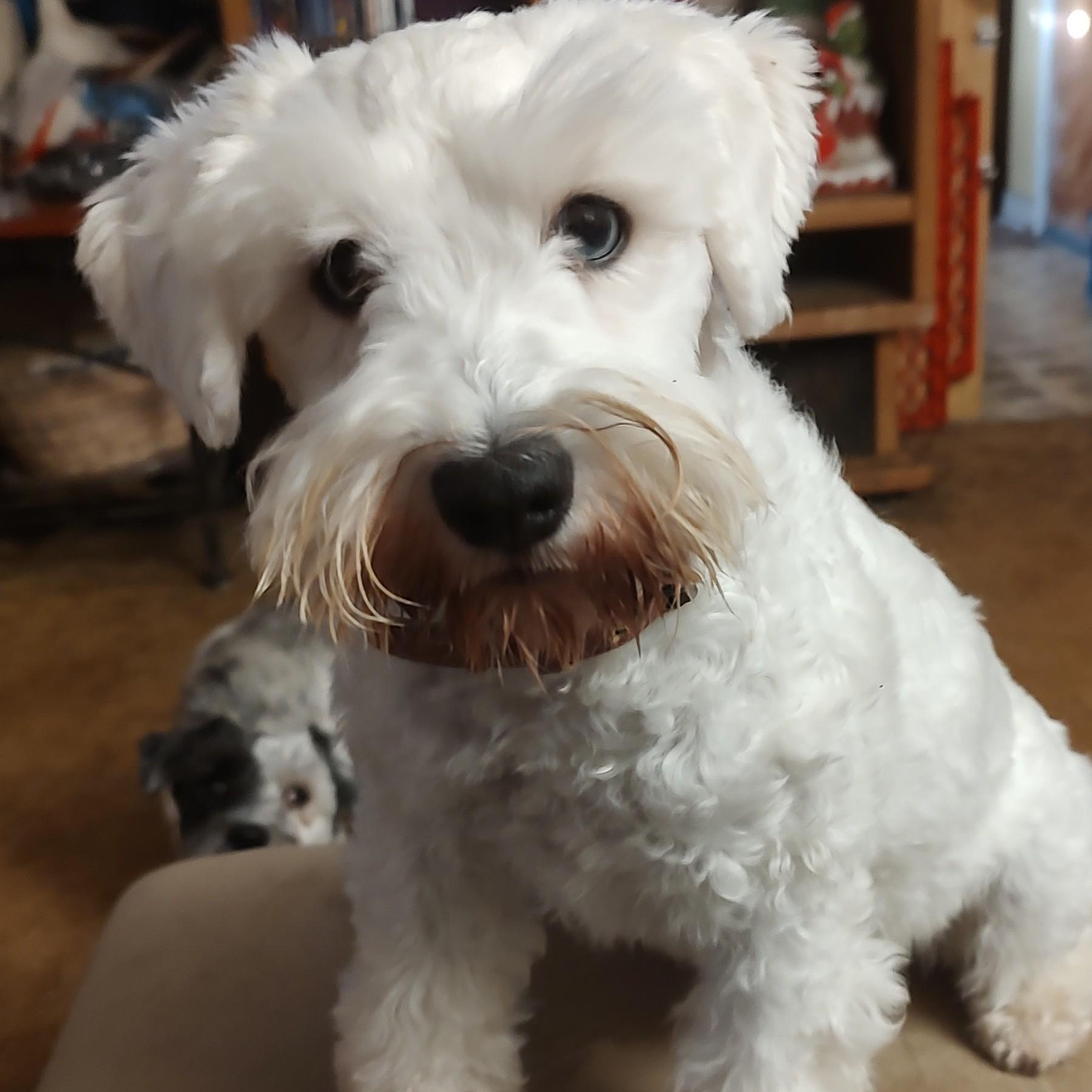 Enlarge Sienna, an adopted Miniature Schnauzer in Azle, TX image 2/5