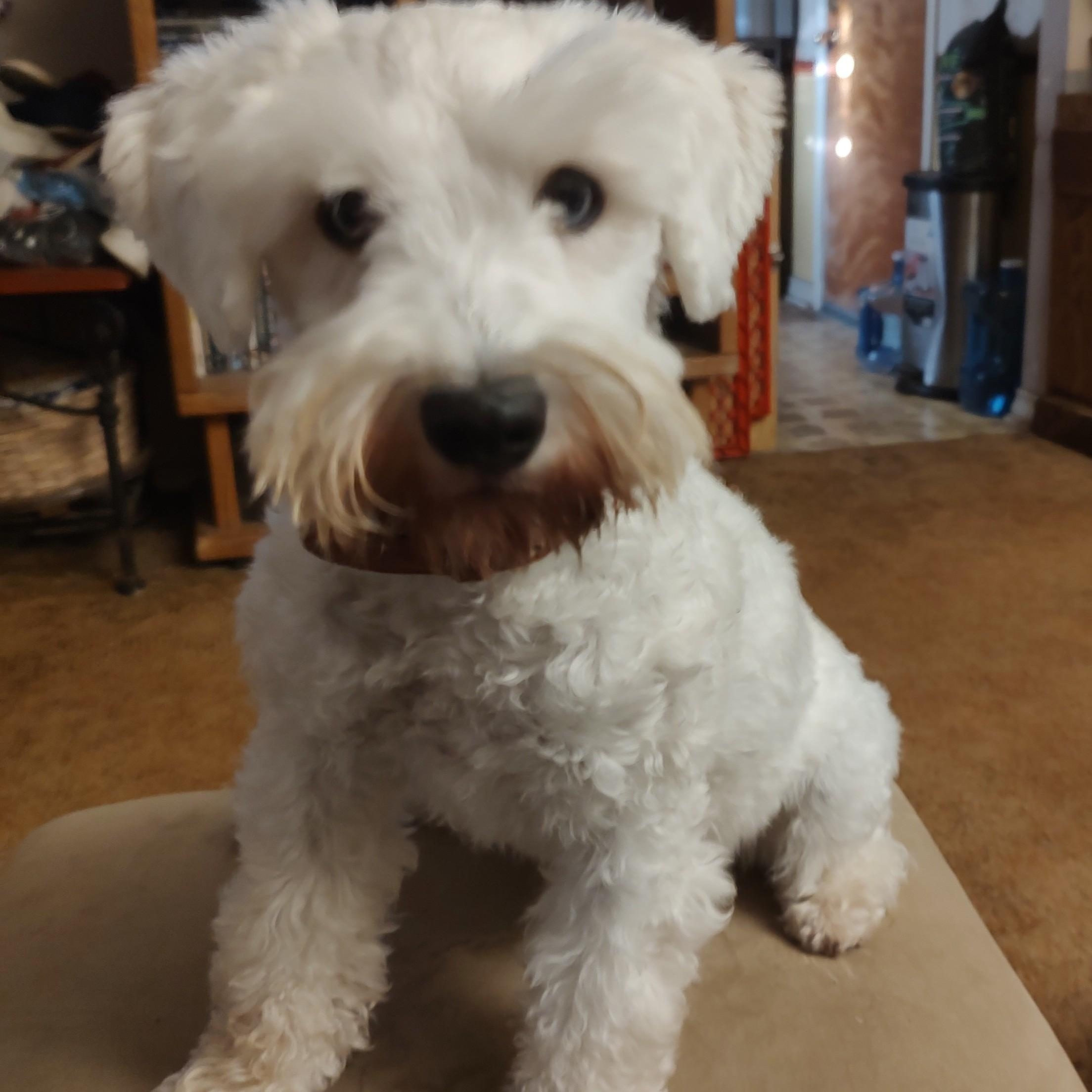 Sienna, adopted, Young Female Miniature Schnauzer.