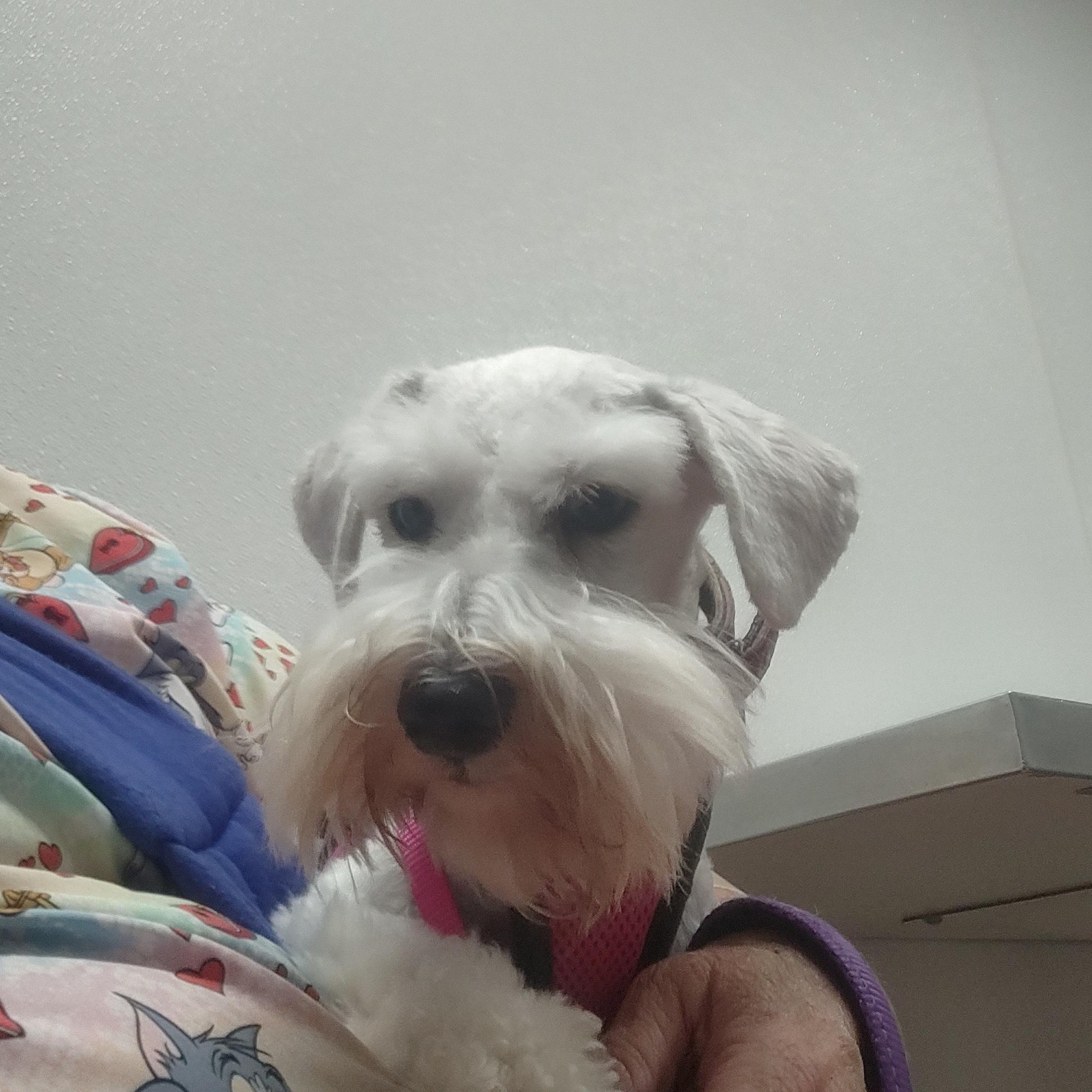 Enlarge Sienna, an adopted Miniature Schnauzer in Azle, TX image 4/5