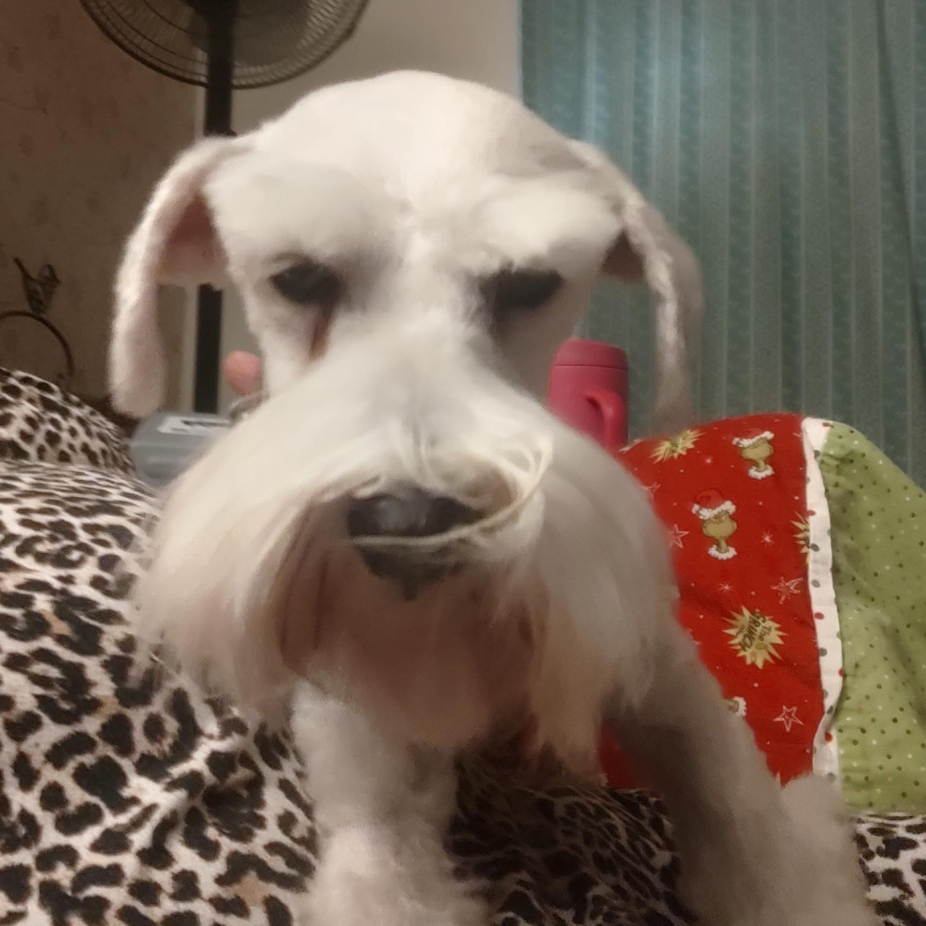 Enlarge Sienna, an adopted Miniature Schnauzer in Azle, TX image 5/5