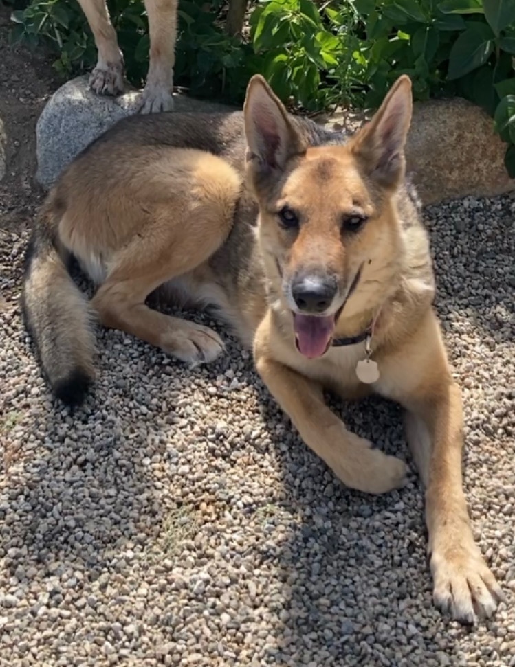 Cricket, a Adoptable mixed breed in Beverly Hills, CA image 1/2