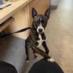 Maisie 60658189, ADOPTABLE, Young Female Mixed Breed.