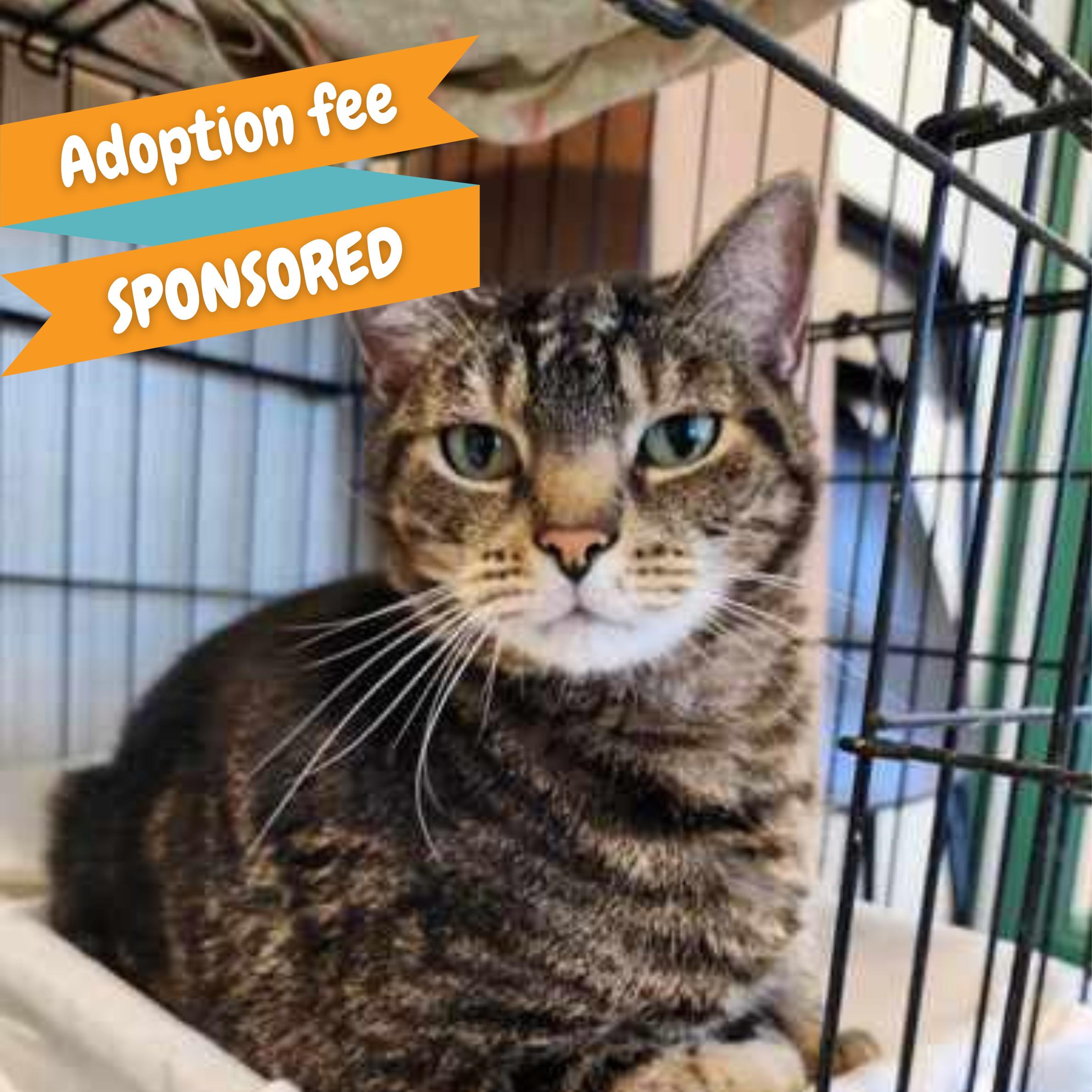 Enlarge Earl Grey, an adoptable mixed breed in Springfield, MO image 1/3