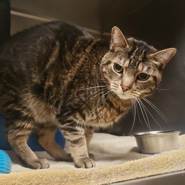 Enlarge Earl Grey, an adoptable mixed breed in Springfield, MO image 3/3