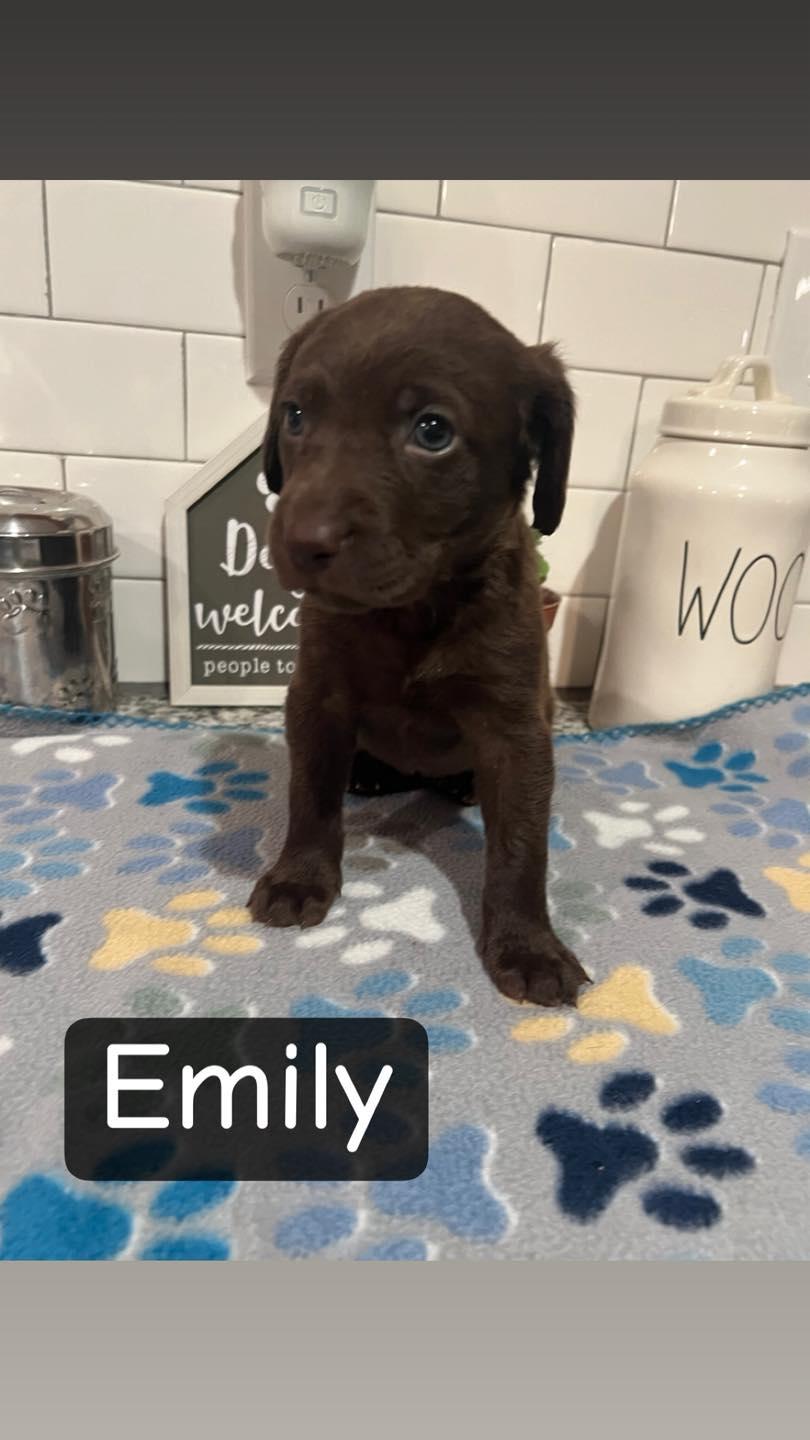 Enlarge Emily, a ADOPTABLE mixed breed in Salisbury, NC image 1/1