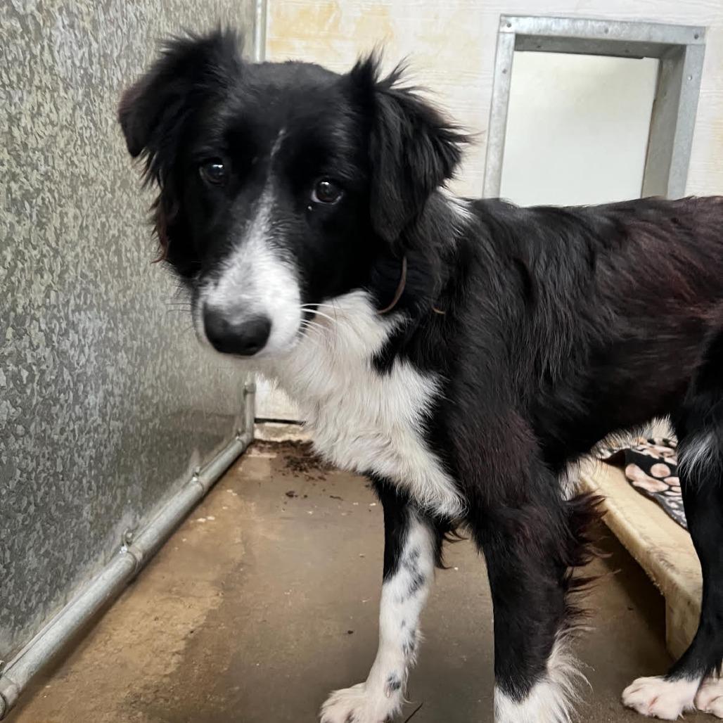 Enlarge Mimi, a Adoptable Border Collie in Sonoma, CA image 1/1