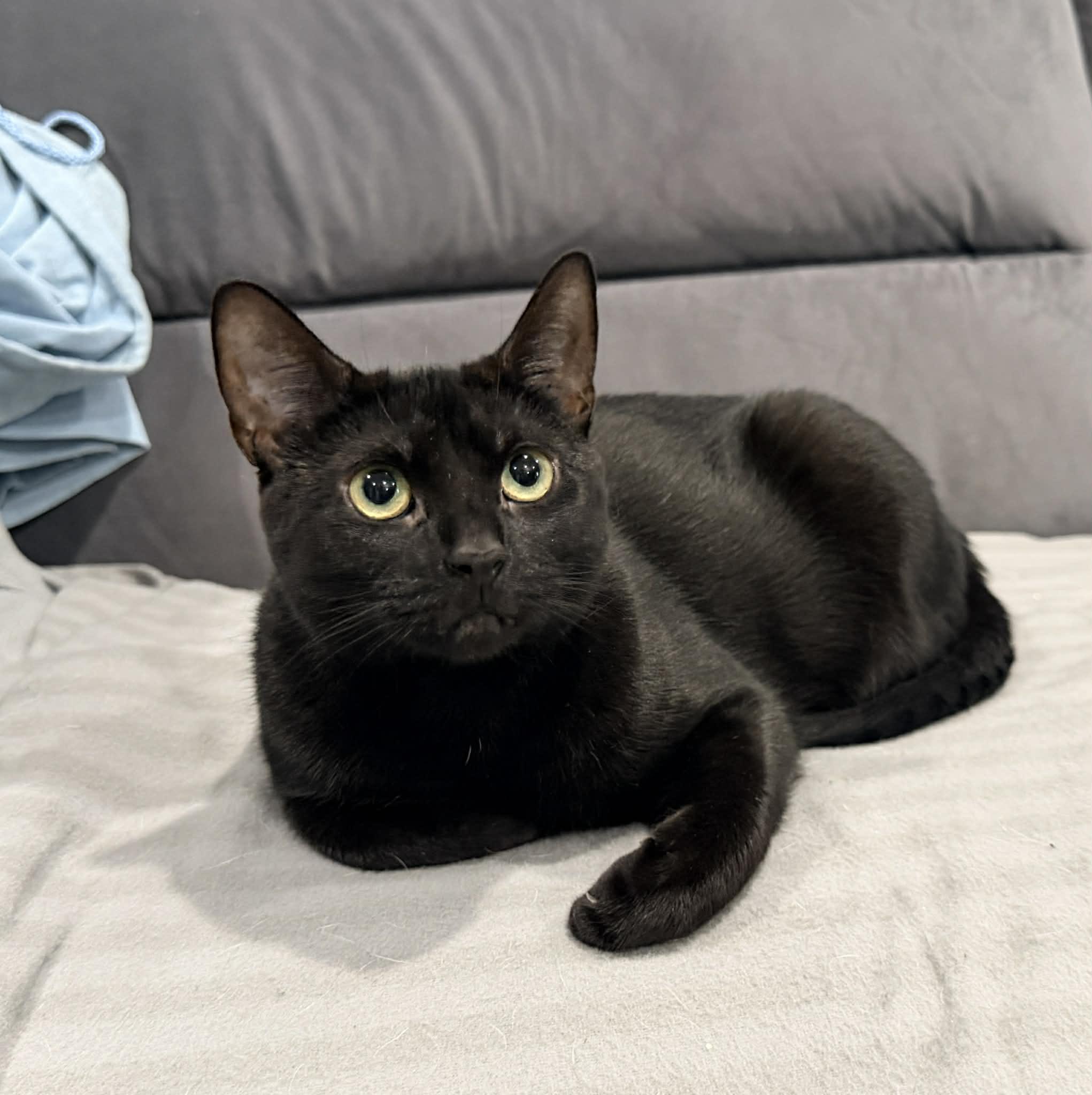 Lorraine, Adoptable, Adult Female Domestic Short Hair.