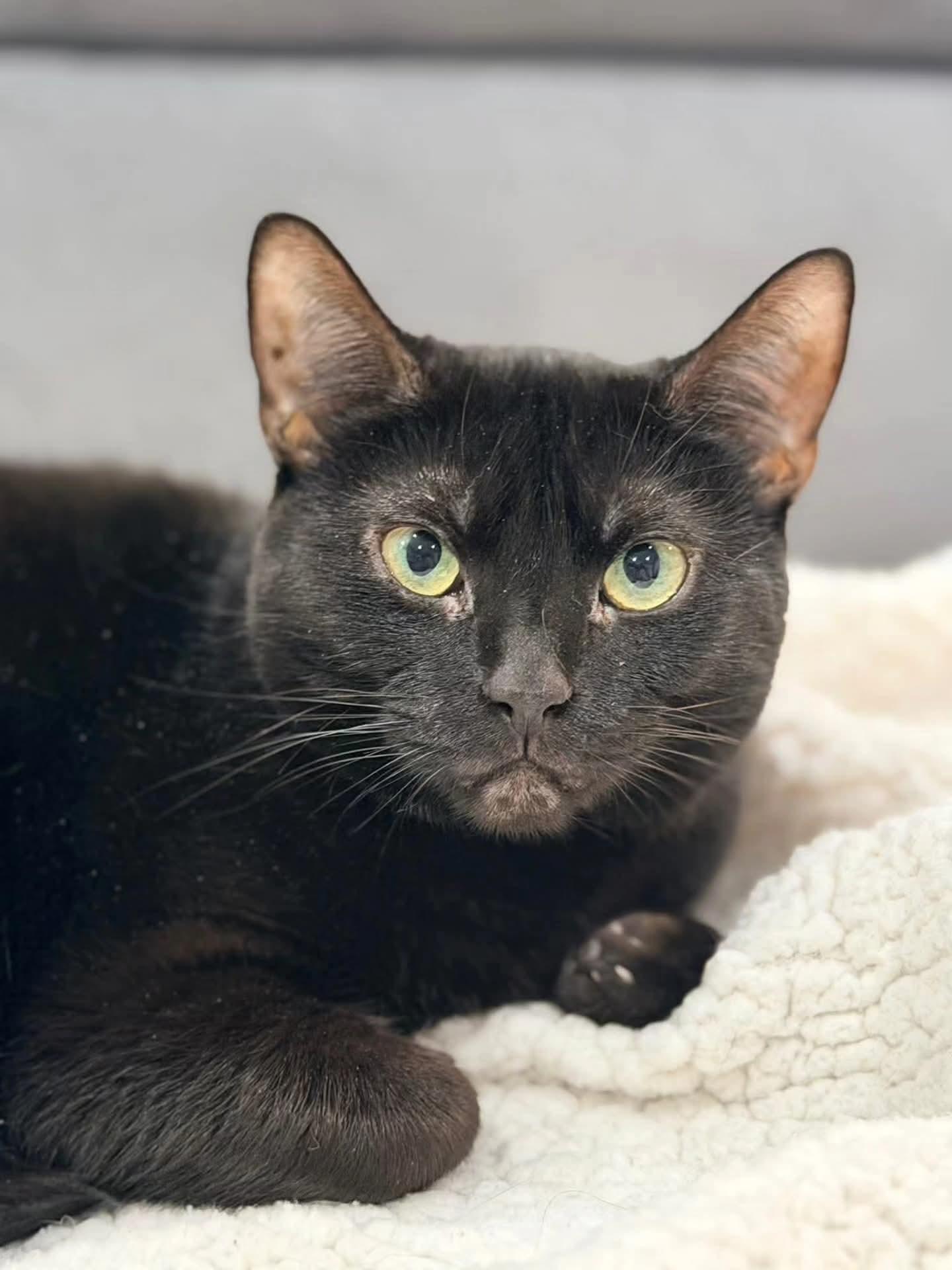 Enlarge Lorraine, a Adoptable Domestic Short Hair in Mullica Hill, NJ image 2/6