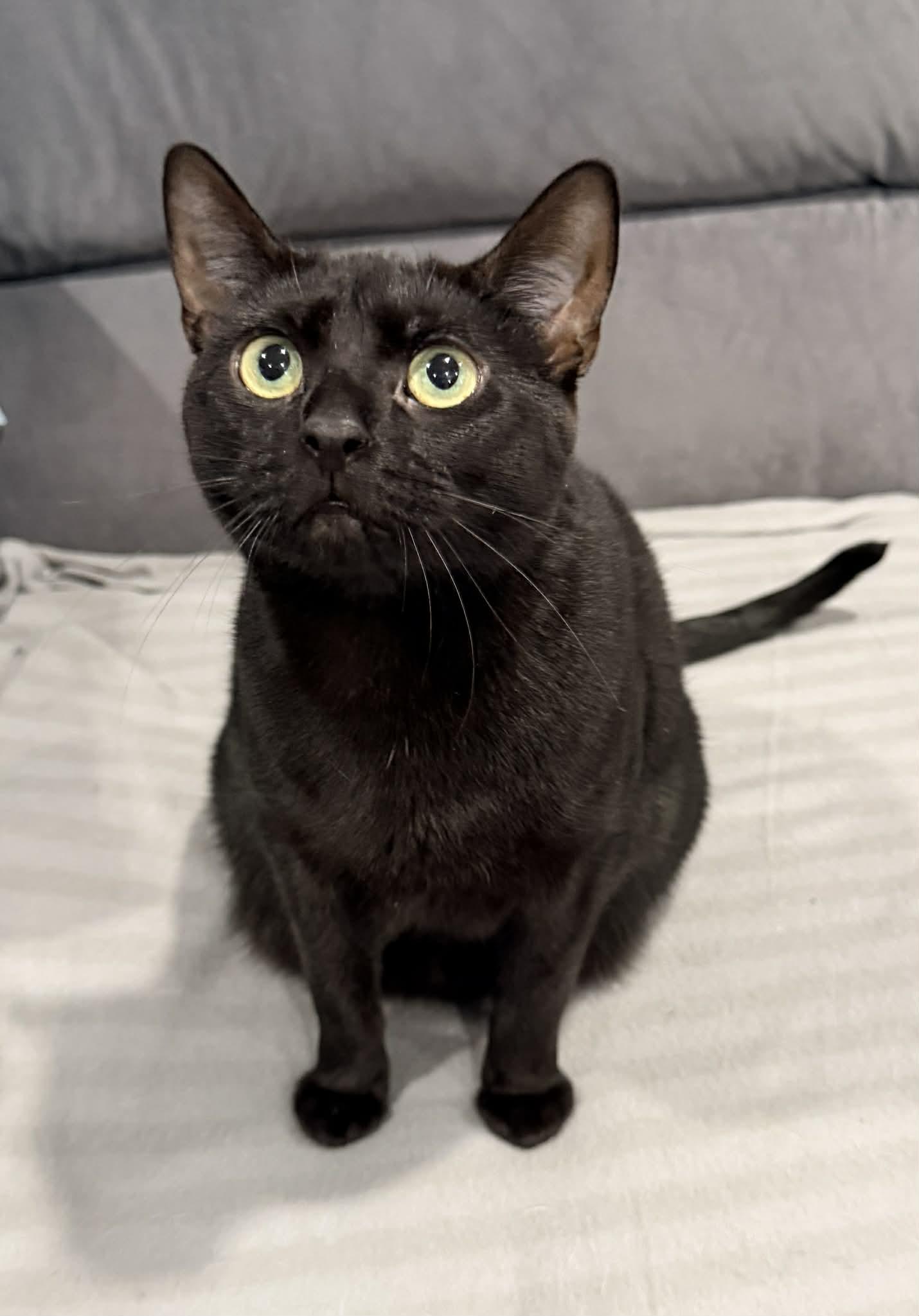 Enlarge Lorraine, a Adoptable Domestic Short Hair in Mullica Hill, NJ image 2/3