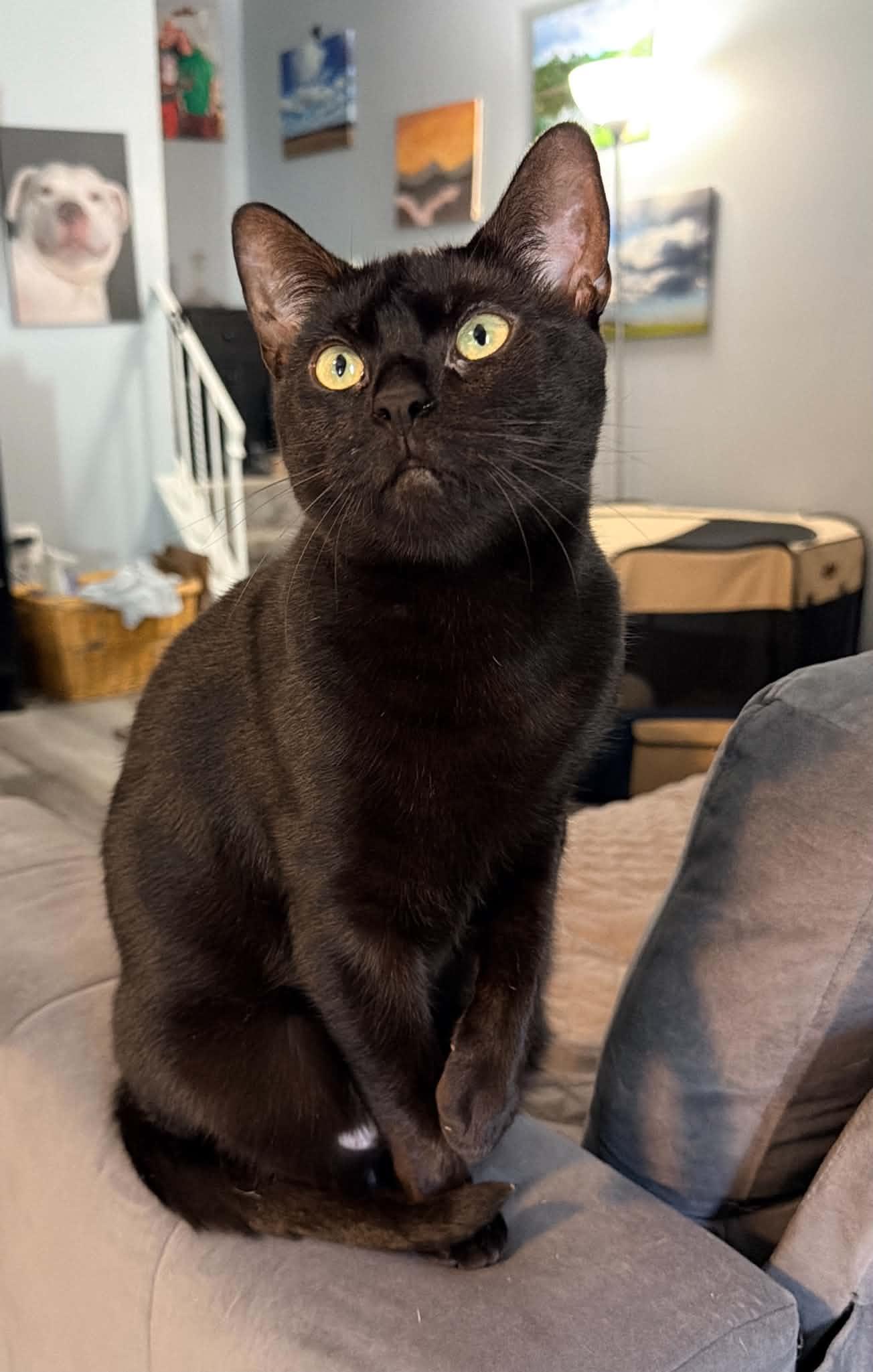 Enlarge Lorraine, a Adoptable Domestic Short Hair in Mullica Hill, NJ image 1/6