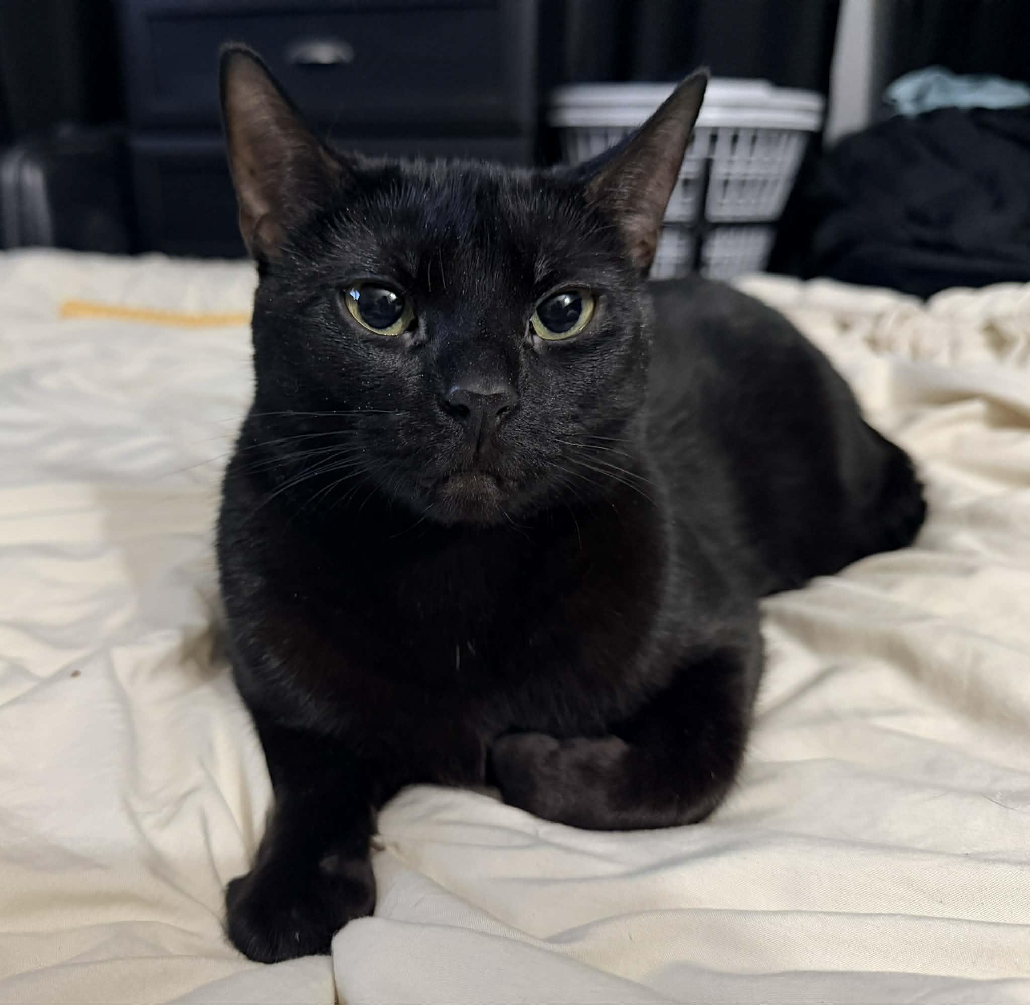 Lorraine, a Adoptable Domestic Short Hair in Mullica Hill, NJ image 1/4