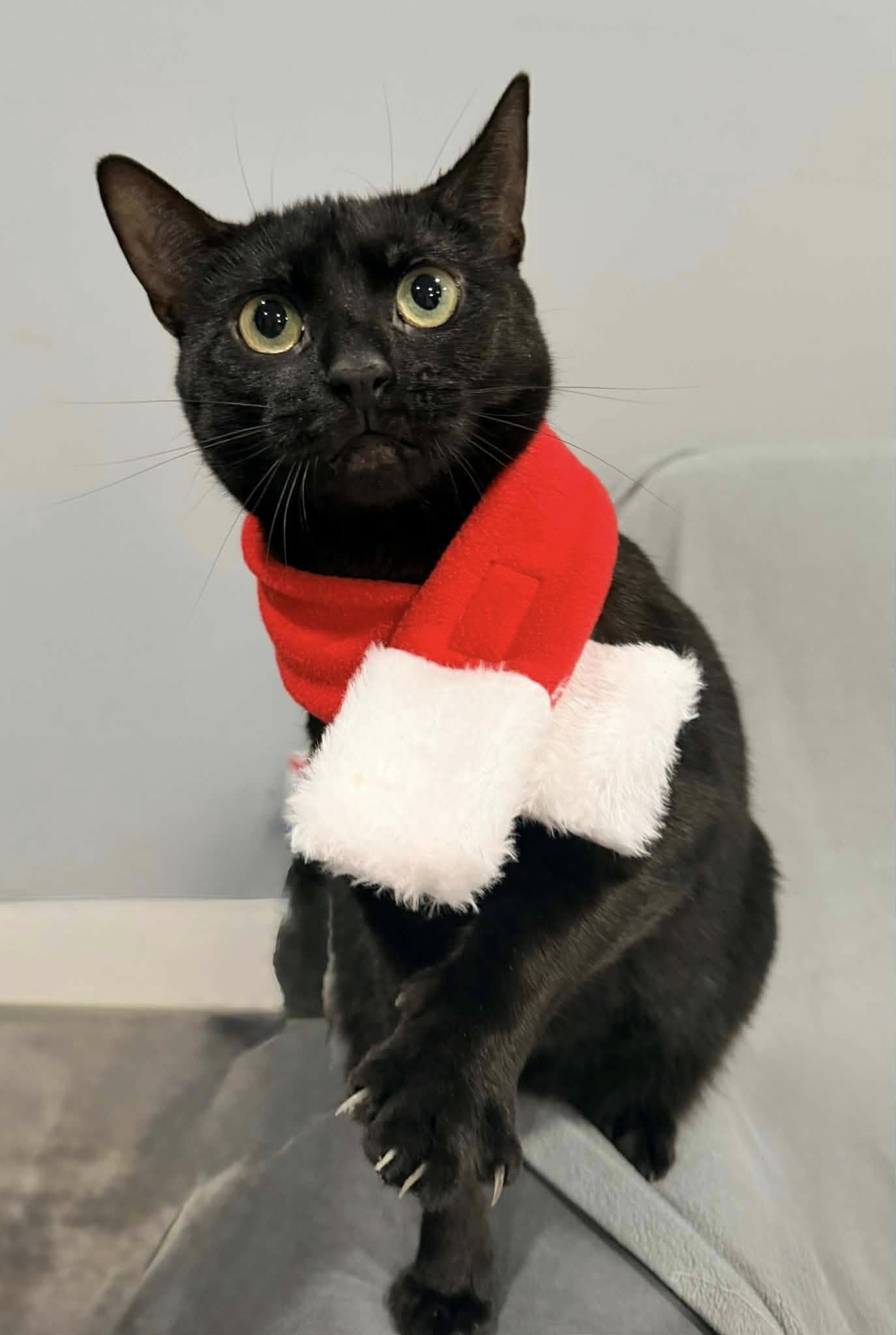 Enlarge Lorraine, a Adoptable Domestic Short Hair in Mullica Hill, NJ image 3/3