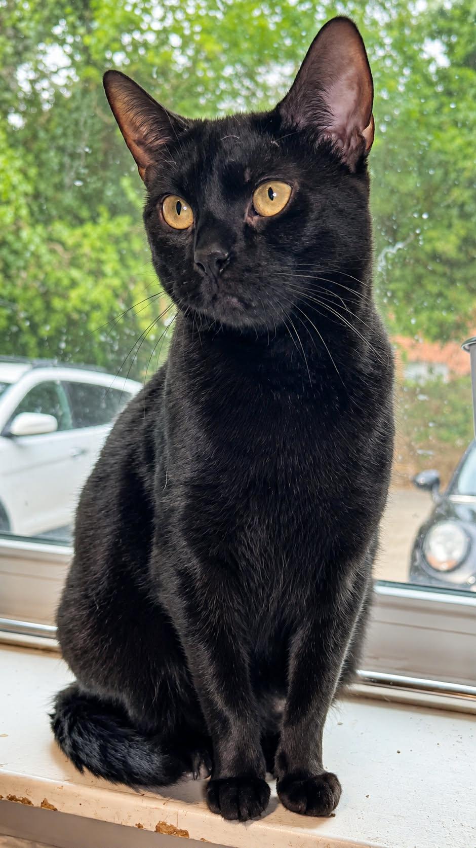 Lorraine, Adoptable, Adult Female Domestic Short Hair.