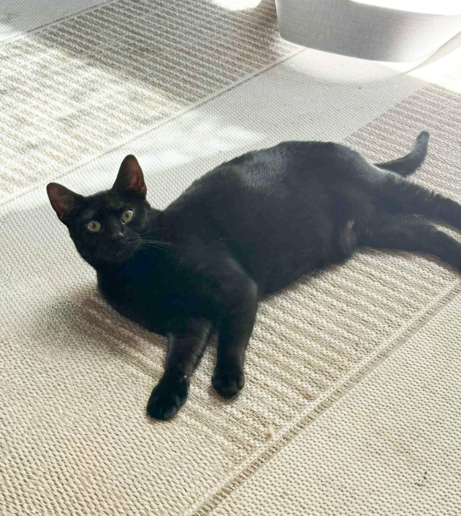 Lorraine, a Adoptable Domestic Short Hair in Mullica Hill, NJ image 2/2