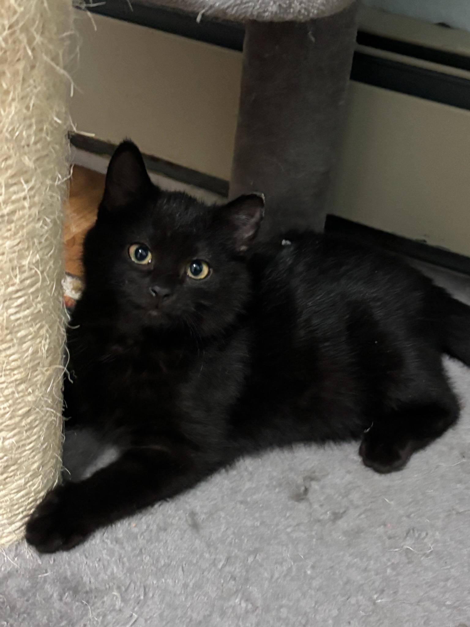 Bombas, a Adopted Domestic Short Hair in Cottonwood, MN image 1/2