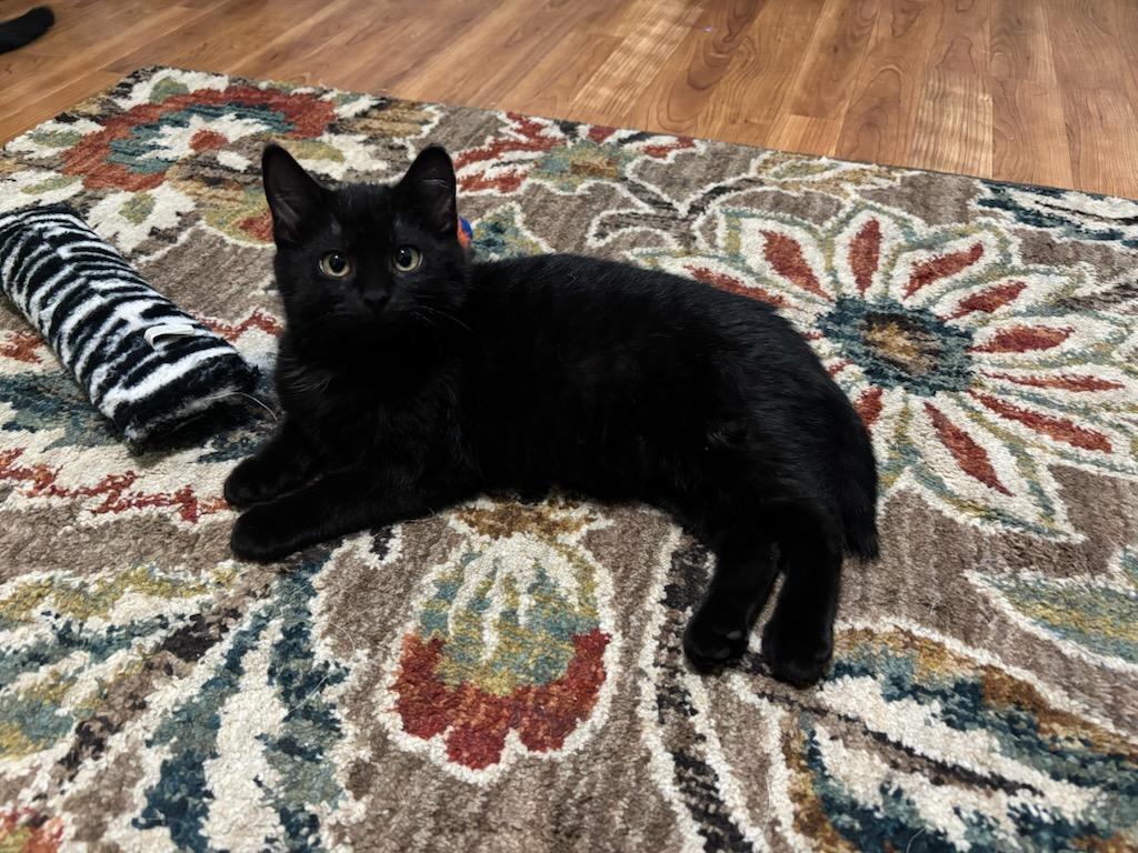 Bombas, a Adopted Domestic Short Hair in Cottonwood, MN image 2/2