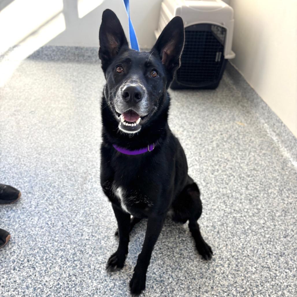 Juno, a Adoptable German Shepherd Dog in Great Falls, MT image 1/3