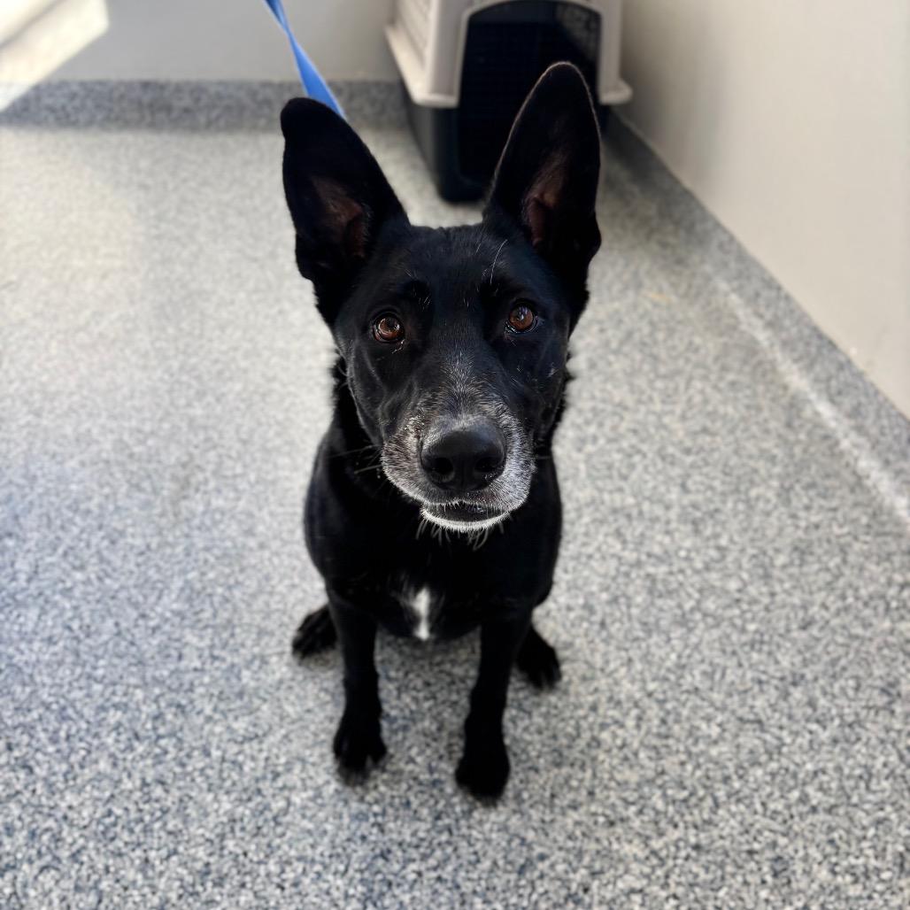 Juno, a Adoptable German Shepherd Dog in Great Falls, MT image 2/3