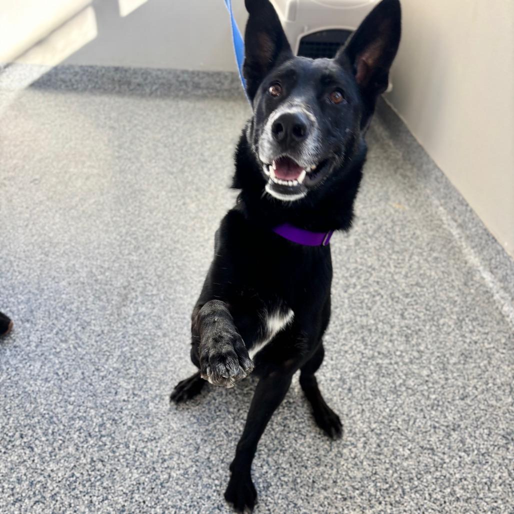 Juno, a Adoptable German Shepherd Dog in Great Falls, MT image 3/3
