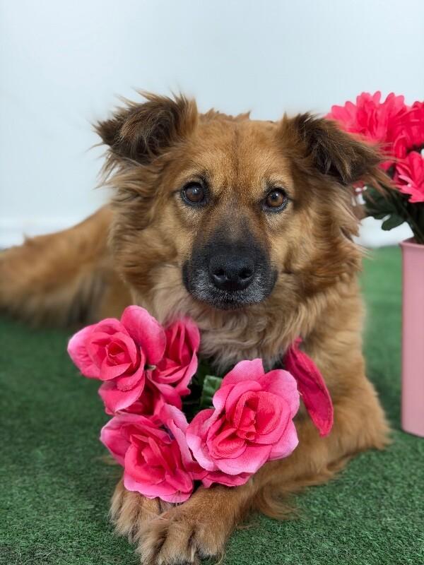 Cinnamon-One of our Amazing Rescue Dogs, adopted, Young Female Spaniel & Shetland Sheepdog / Sheltie.