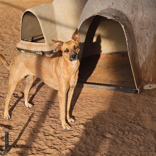 Enlarge Etta, a Adoptable mixed breed in Midland, TX image 1/2