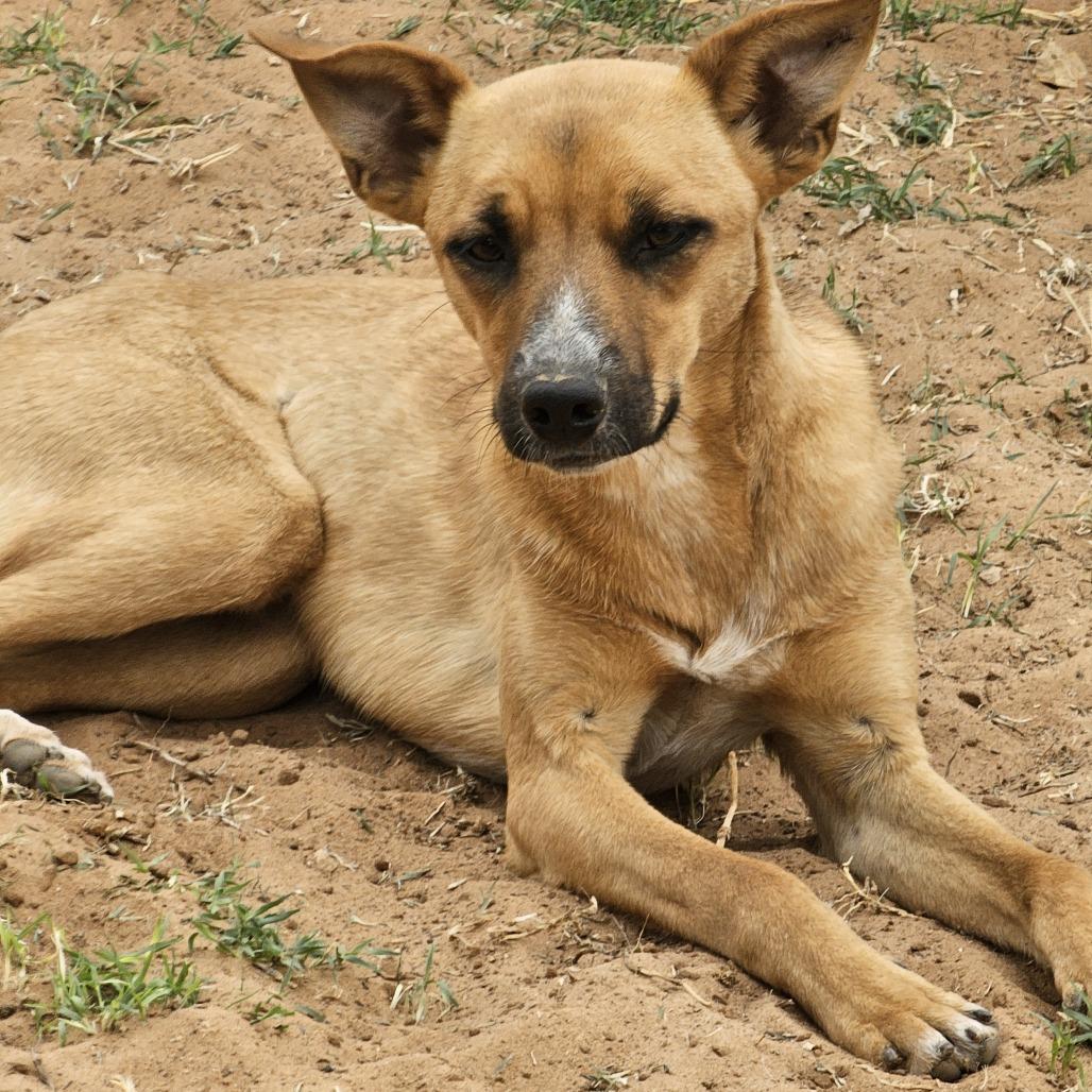 Enlarge Etta, a Adoptable mixed breed in Midland, TX image 2/2