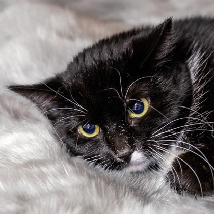 Enlarge Obsidian, a Adoptable mixed breed in Camano Island, WA image 1/1