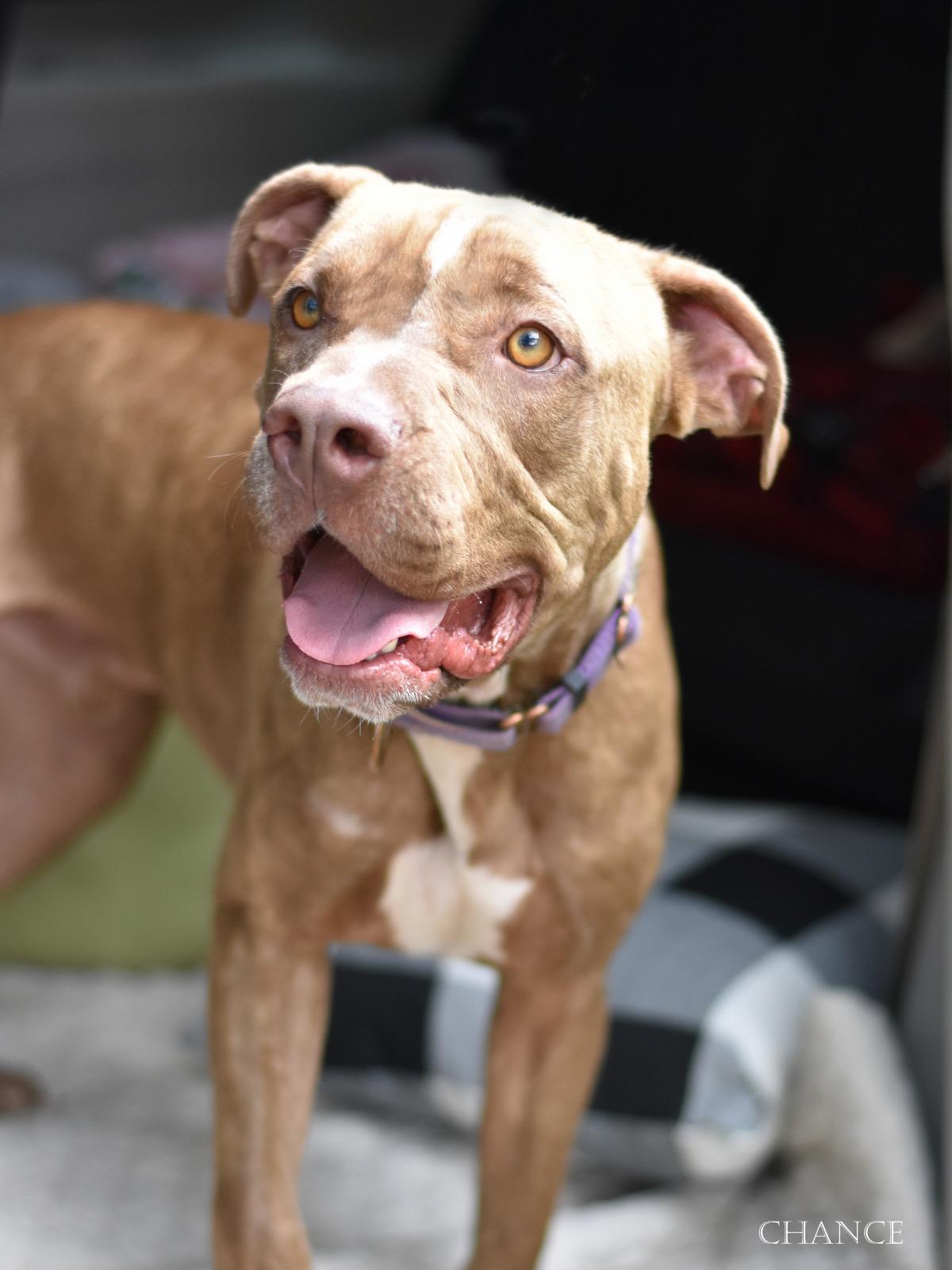 Enlarge Maple Bourbon a.k.a. Chance, a Adoptable mixed breed in Farmington, MO image 3/6