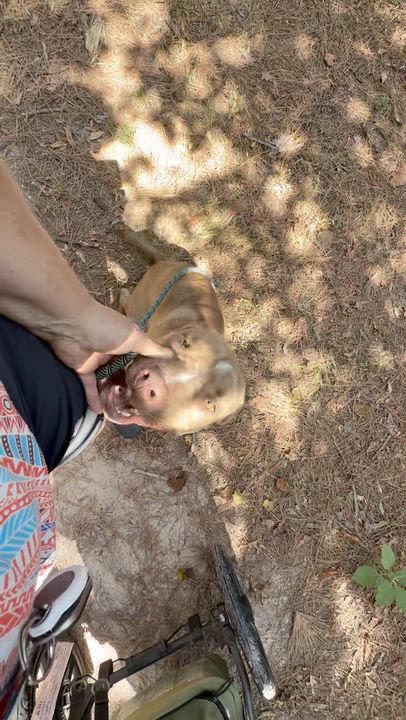 Enlarge Maple Bourbon a.k.a. Chance, a Adoptable mixed breed in Farmington, MO video 6/6