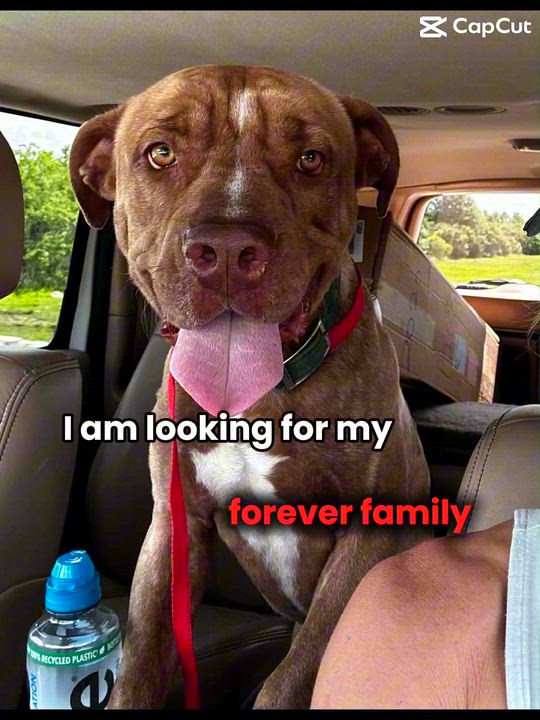 Enlarge Maple Bourbon a.k.a. Chance, a Adoptable mixed breed in Farmington, MO video 5/6