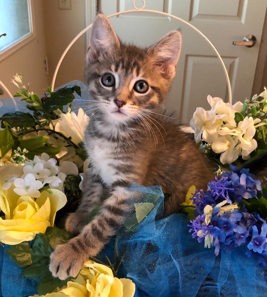 4/15 - Hashbrown, Adoptable, Kitten Male Domestic Short Hair.