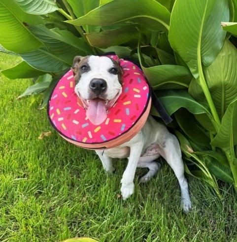 Enlarge SAVVY, a Adoptable mixed breed in fort worth, TX image 5/6