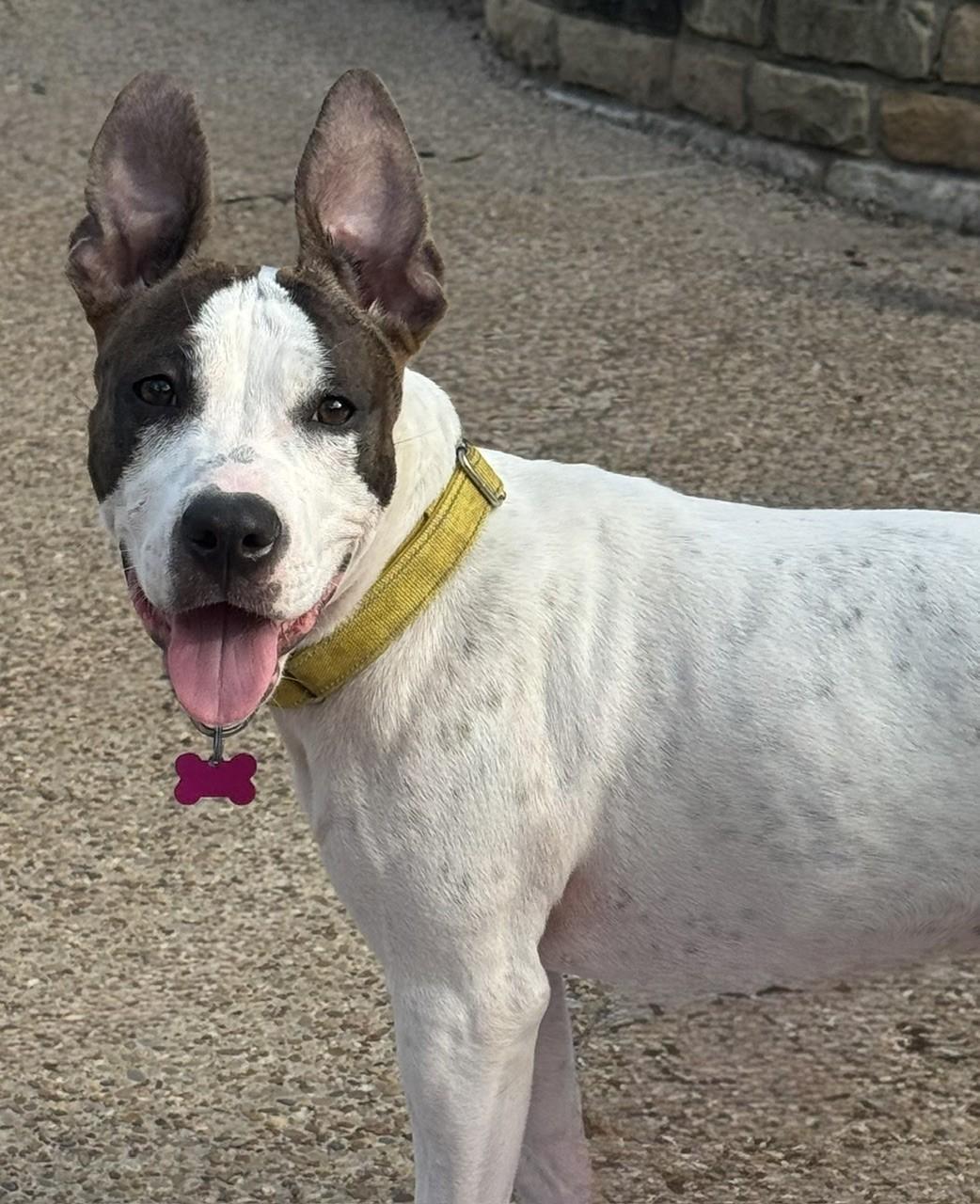 Enlarge SAVVY, a Adoptable mixed breed in fort worth, TX image 3/6