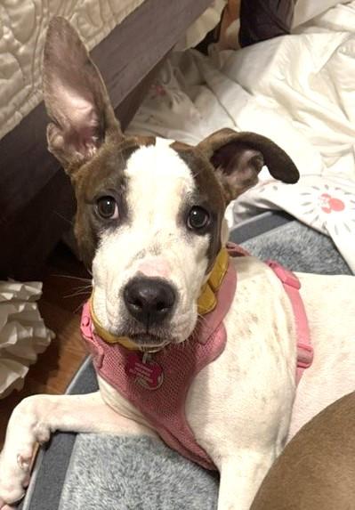 Enlarge SAVVY, a Adoptable mixed breed in fort worth, TX image 1/6
