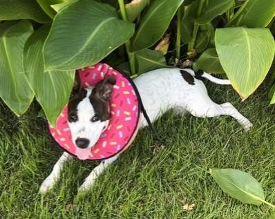 Enlarge SAVVY, a Adoptable mixed breed in fort worth, TX image 4/6