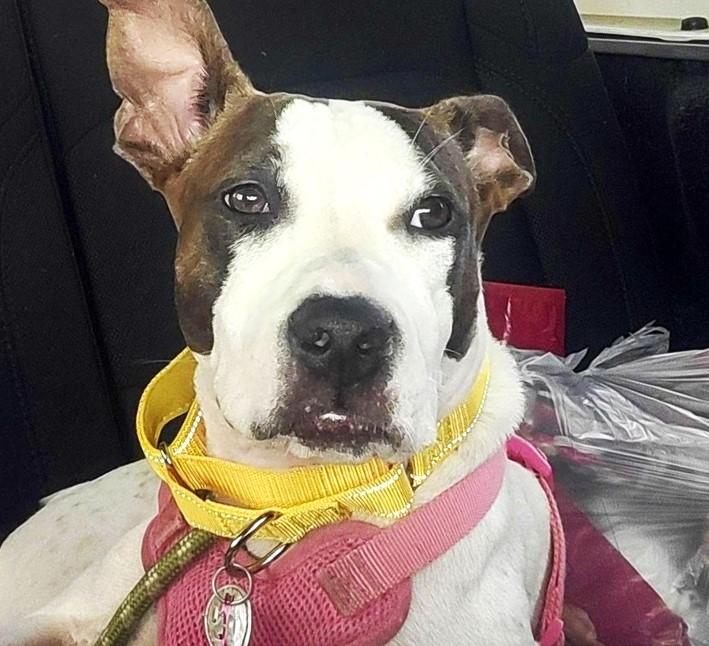 Enlarge SAVVY, a Adoptable mixed breed in fort worth, TX image 2/6